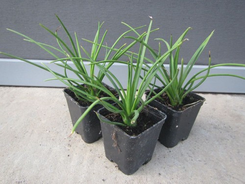Agave geminiflora - ,