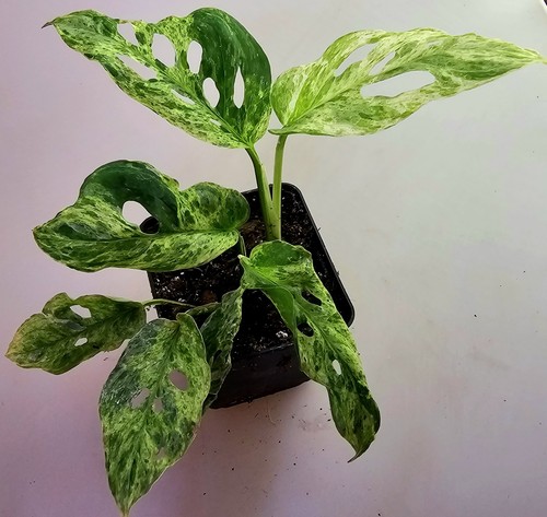 Monstera adansonii indonesian - adansonii,