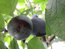 Pflaumenbaum zuckersüße - pflaumenbaum,
