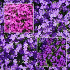 BLAUKISSEN MIX 500 Samen