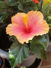 2 Hibiskus Rosa-Sinensis