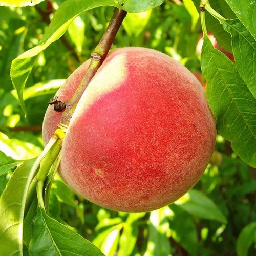 Pfirsichbaum kernechter vom - kernechter,