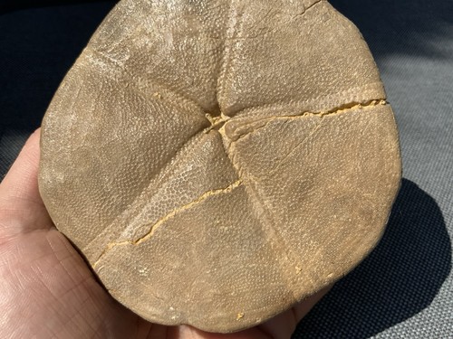 Fossil seeigel clypeus plotti - clypeus,