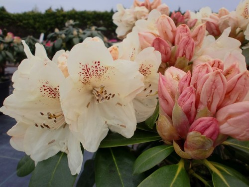 Rhododendron yakushimanum