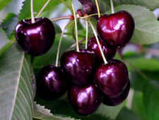 Kirschbaum SAM 130-150 cm hoch