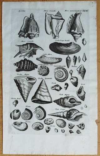 Muscheln - (t12), #