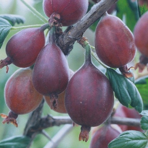 Captivator rote stachelbeere - captivator,