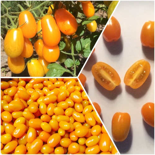 Samen dattel süß orange - samen,