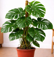 Monstera deliciosa 105cm –
