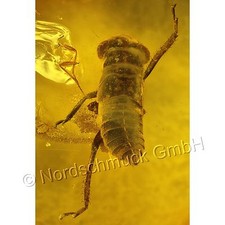 Bernstein Inkluse Inklusen