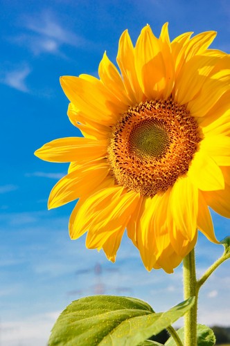 Riesensonnenblumen - ,