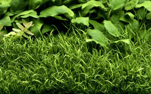 Aquarium pflanze lilaeopsis - aquarium,