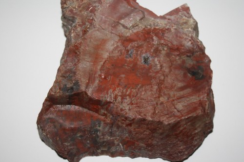 Verkieseltes holz - verkieseltes,