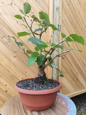 Hamamelis intermedia