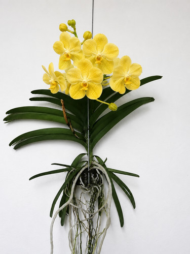 Vanda orchidee - @, (◕‿◕)\@