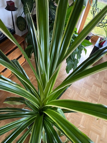Große pandanuspalme pandanus - pandanuspalme,
