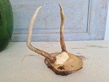 Y6322 Altes, kleines Hirsch