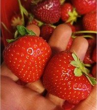 Immertragende erdbeere mara - immertragende,