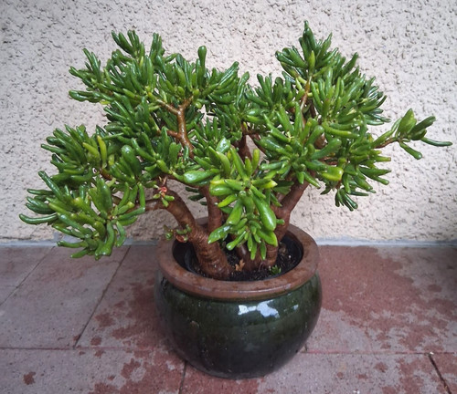 X geldbaum crassula - x,