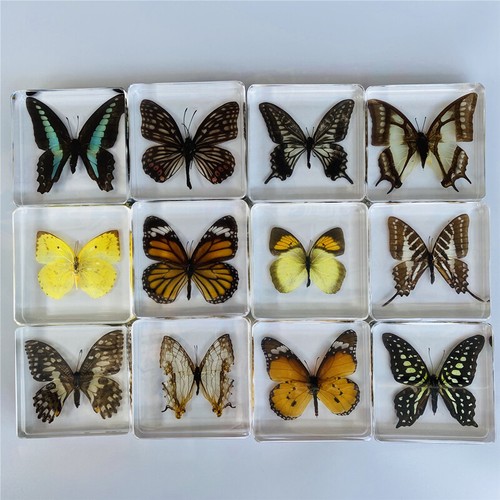 Schmetterling kunstharz - schmetterling, in