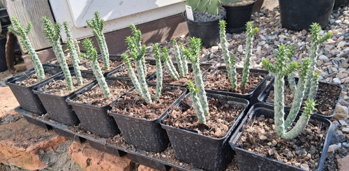 Cylindropuntia ramosissima