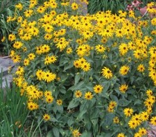 SAMEN i! HIRTA gelb !i