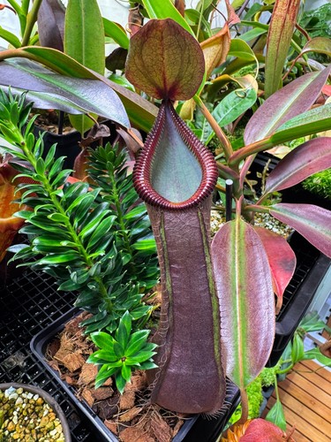 Nepenthes tentaculata - , x
