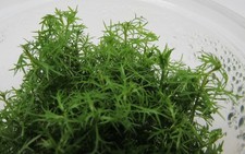 In-Vitro Proserpinaca palustris - Meerjungfrau Aquarienpflanze Wasserpflanze