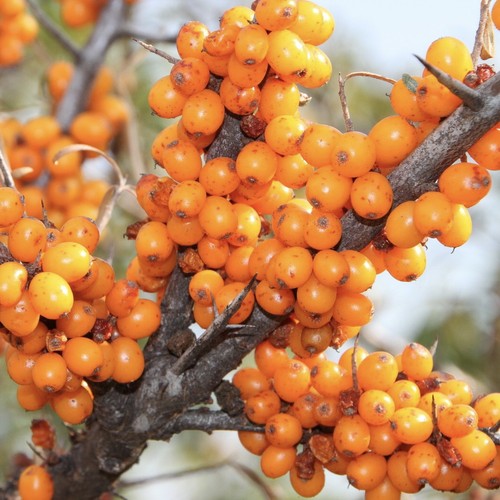 Friesdorfer orange - friesdorfer,
