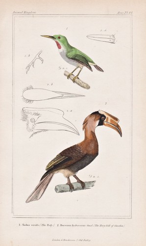 Jamaican tody jamaikatodi - jamaican,