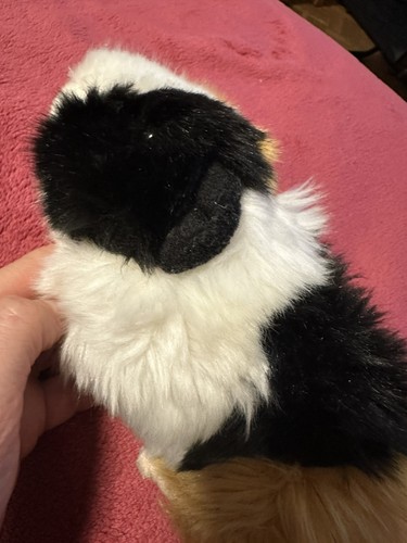 Meerschweinchen von teddy - 1,