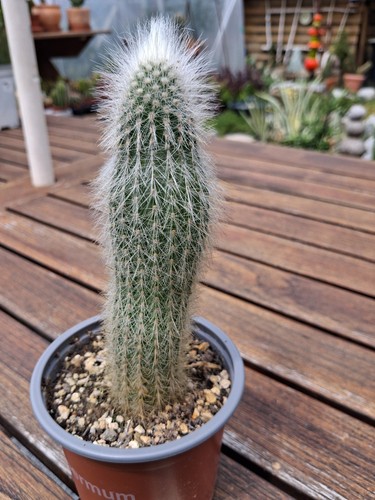 Cleistocactus strausii - ,