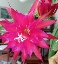 Betti Paetz Epicactus