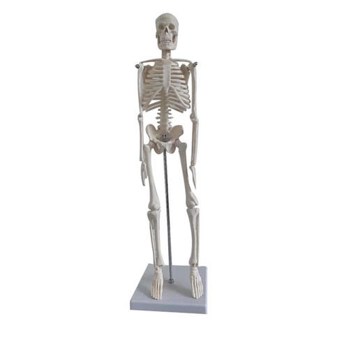 Medizinisches skelett anatomie - medizinisches,