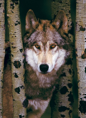 Puzzle grauer wolf - puzzle, wolf,