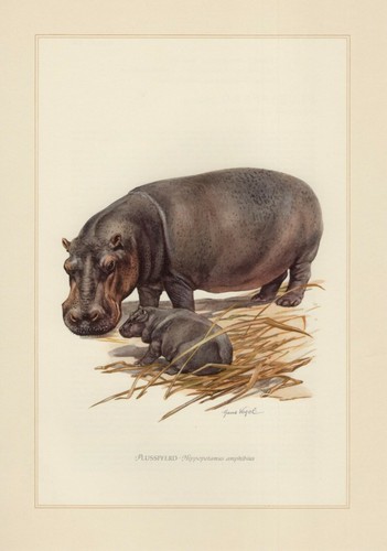Flusspferd hippopotamus - flusspferd,
