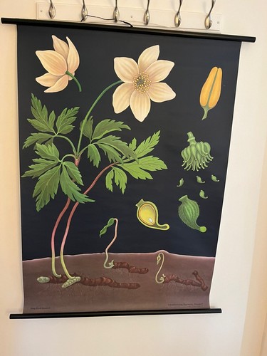 Botanische leinwand wandbehang - botanische,