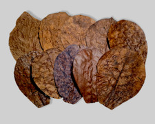 Seemandelbaumblätter  10