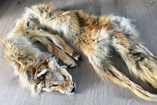 Kojotenfell tierfell jagd - kojotenfell,,