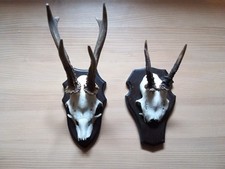 Schöner 6 Ender + ein Spießer, Schädel+Geweih vom Rehbock auf Trophäenbrett