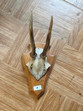 Rehbock-Trophäe auf Holzschild, ca. 30 cm, Jagdtrophäe Geweih