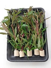 3 Bund Alternanthera