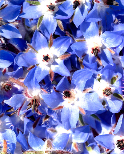 000 samen borretsch borago - samen,