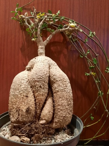 Fockea edulis xxl mit - fockea,