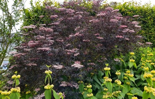 Sambucus nigra black lace - sambucus, 'black