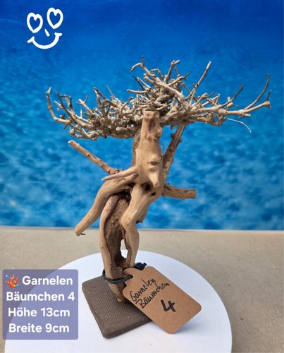 Aquarium garnelen wurzel - garnelen,