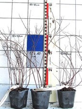 Spirea japonica  Shirobana , -