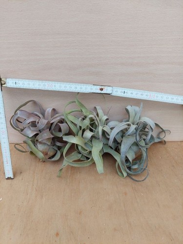 Tillandsia streptophylla l - tillandsia,