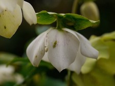 Foto 12x8 Blattläuse vermehren sich auf Nieswurz Ross-on-Wye Ja es ist Januar c2016