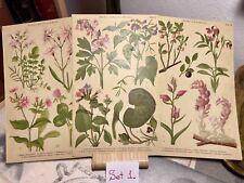 Antike Chromolithographie Botanik Blumen Floristik 1880 Original Radierung Tafel